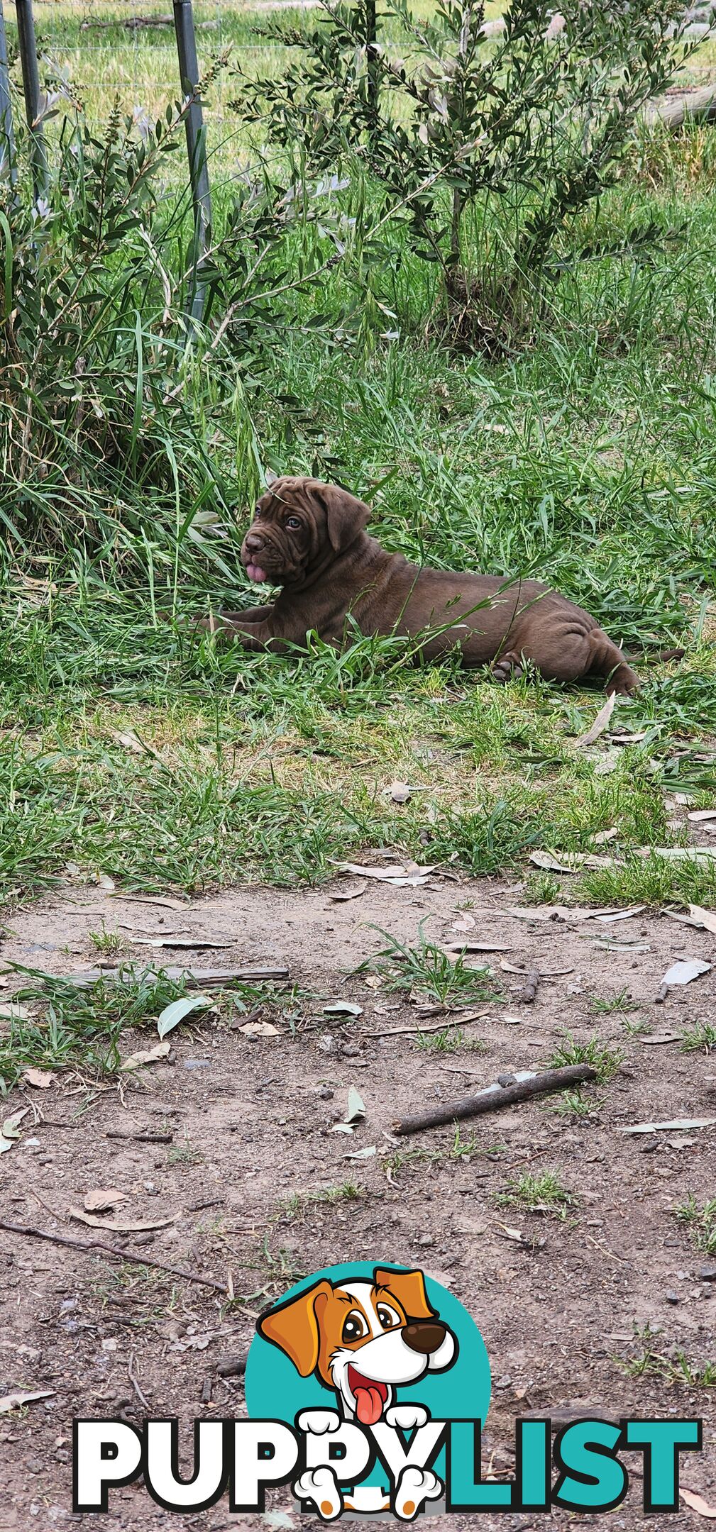 Mastiff puppies