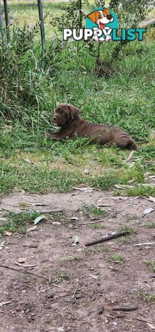 Mastiff puppies