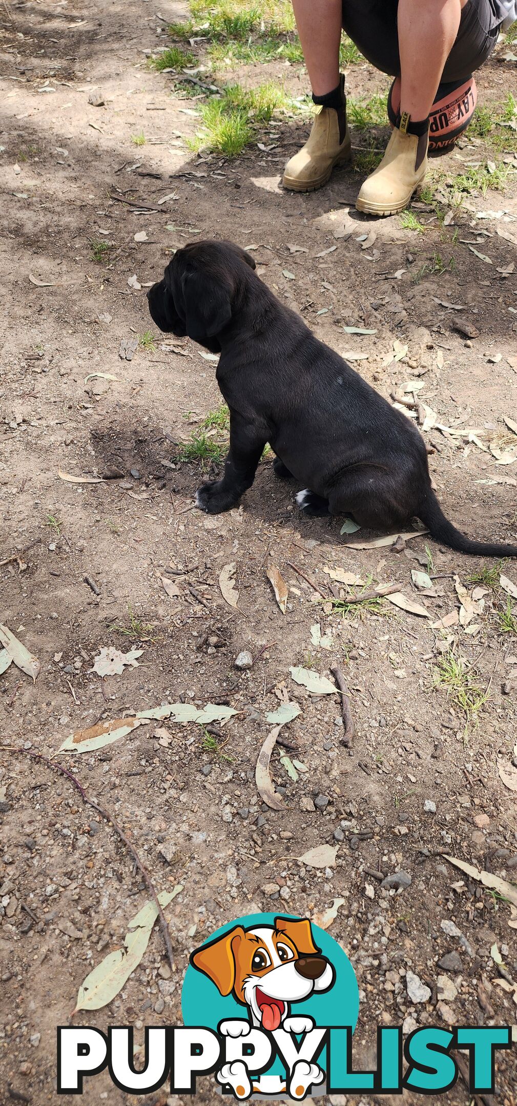 Mastiff puppies