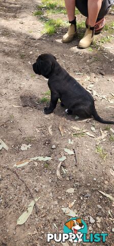 Mastiff puppies