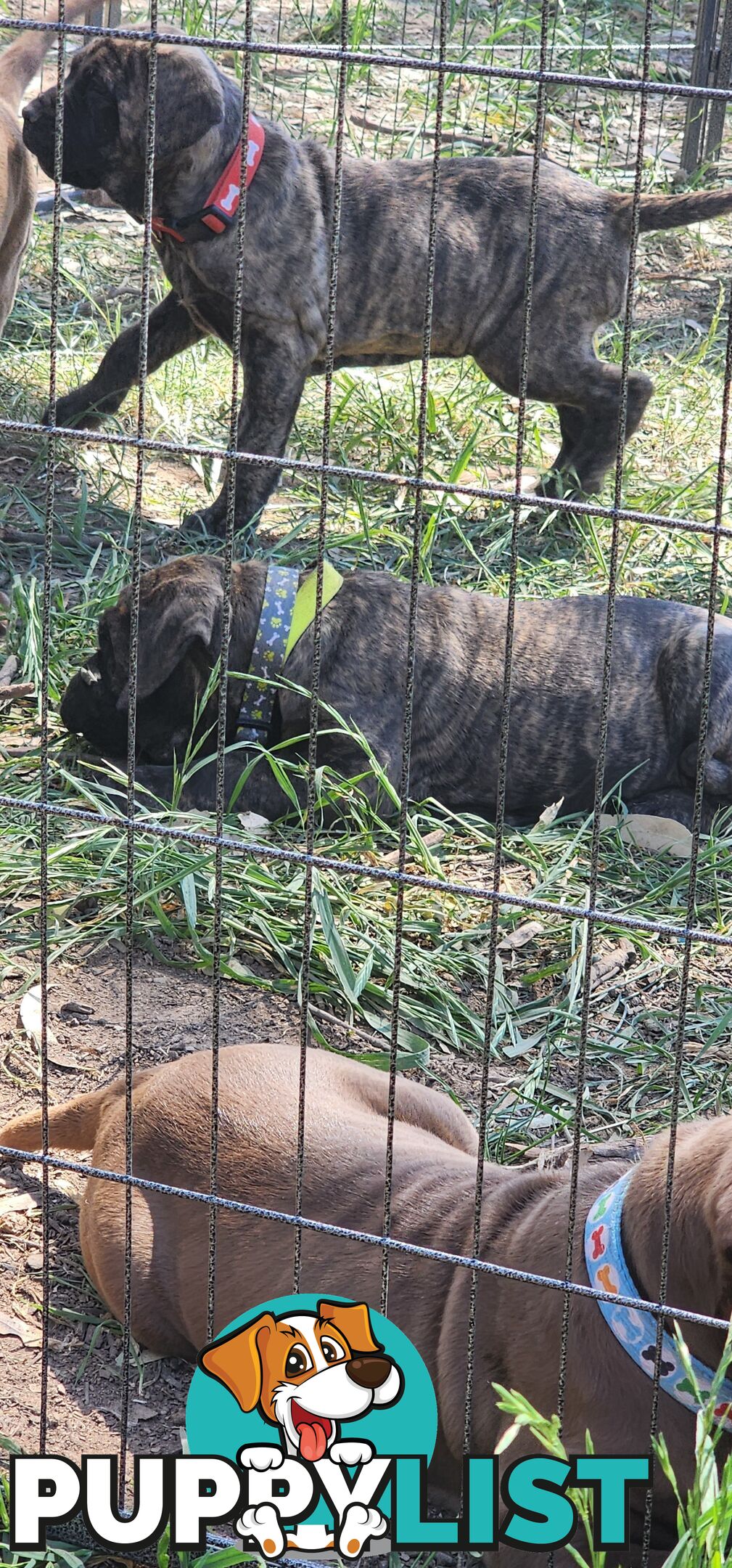 Mastiff puppies