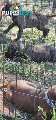 Mastiff puppies