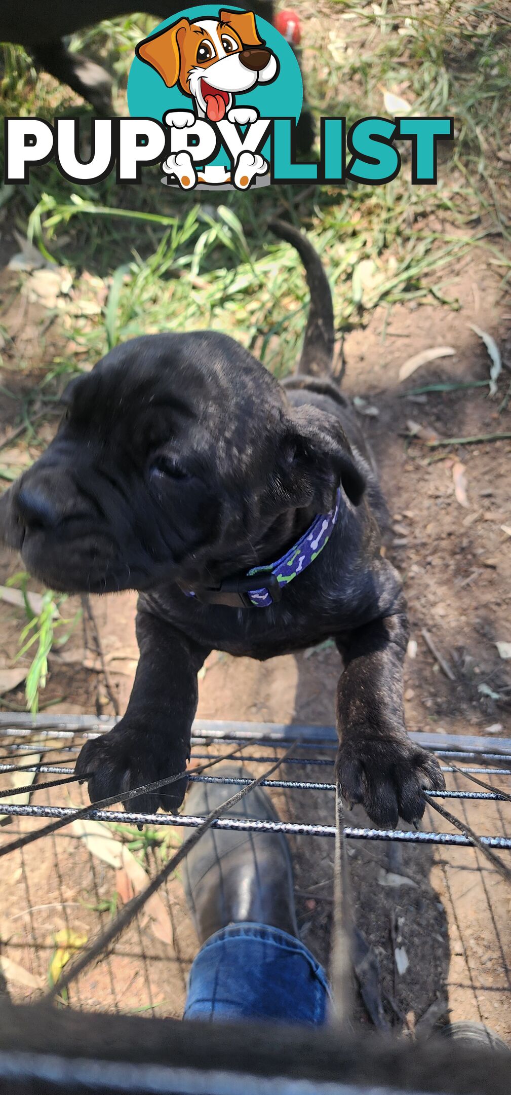 Mastiff puppies