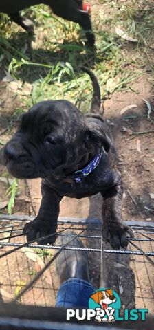 Mastiff puppies