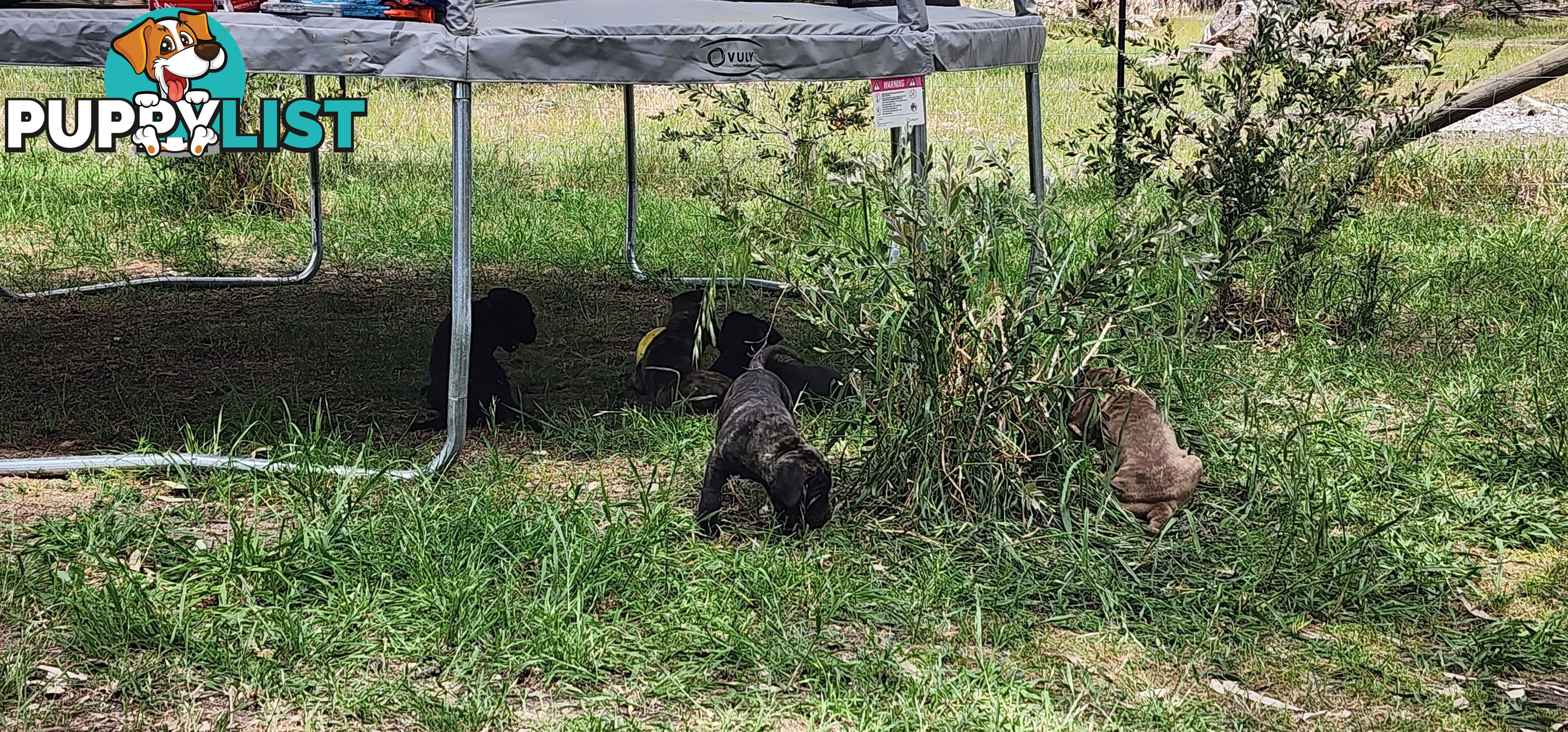 Mastiff puppies