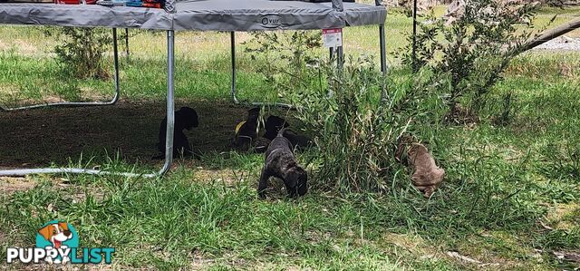 Mastiff puppies