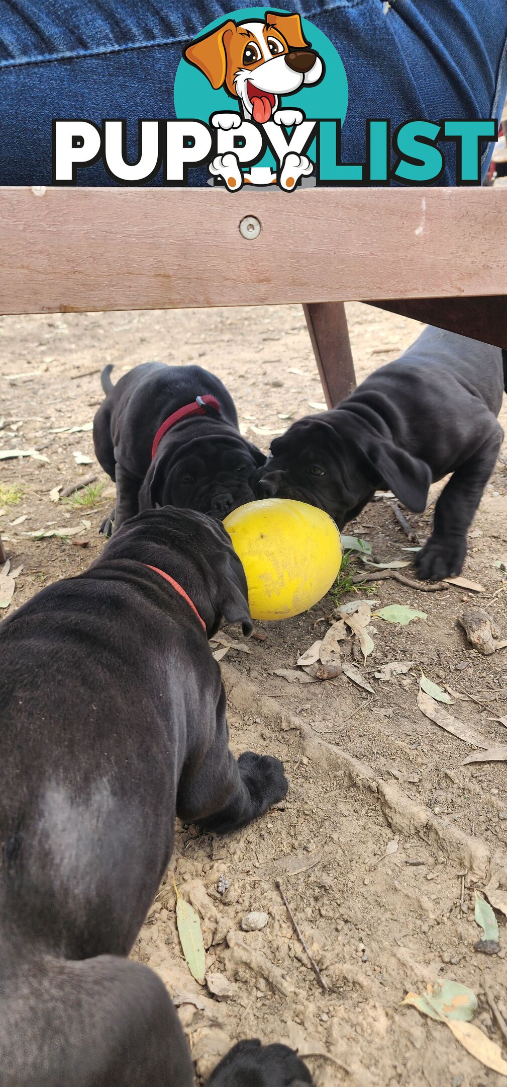 Mastiff puppies