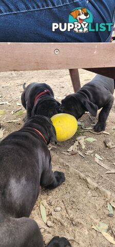 Mastiff puppies