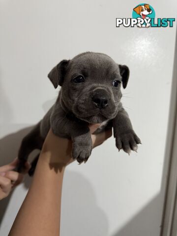 blue English Staffys