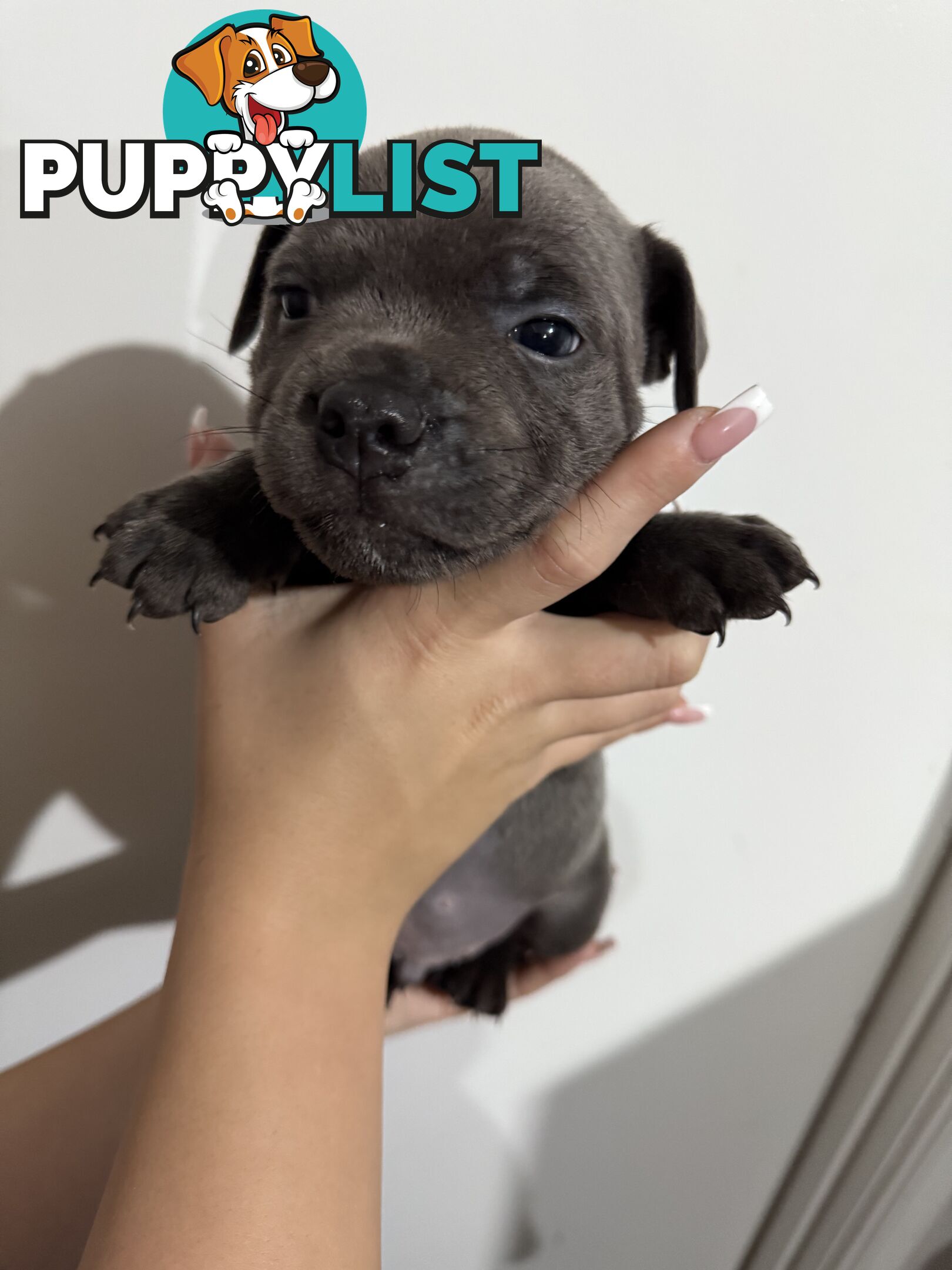 blue English Staffys