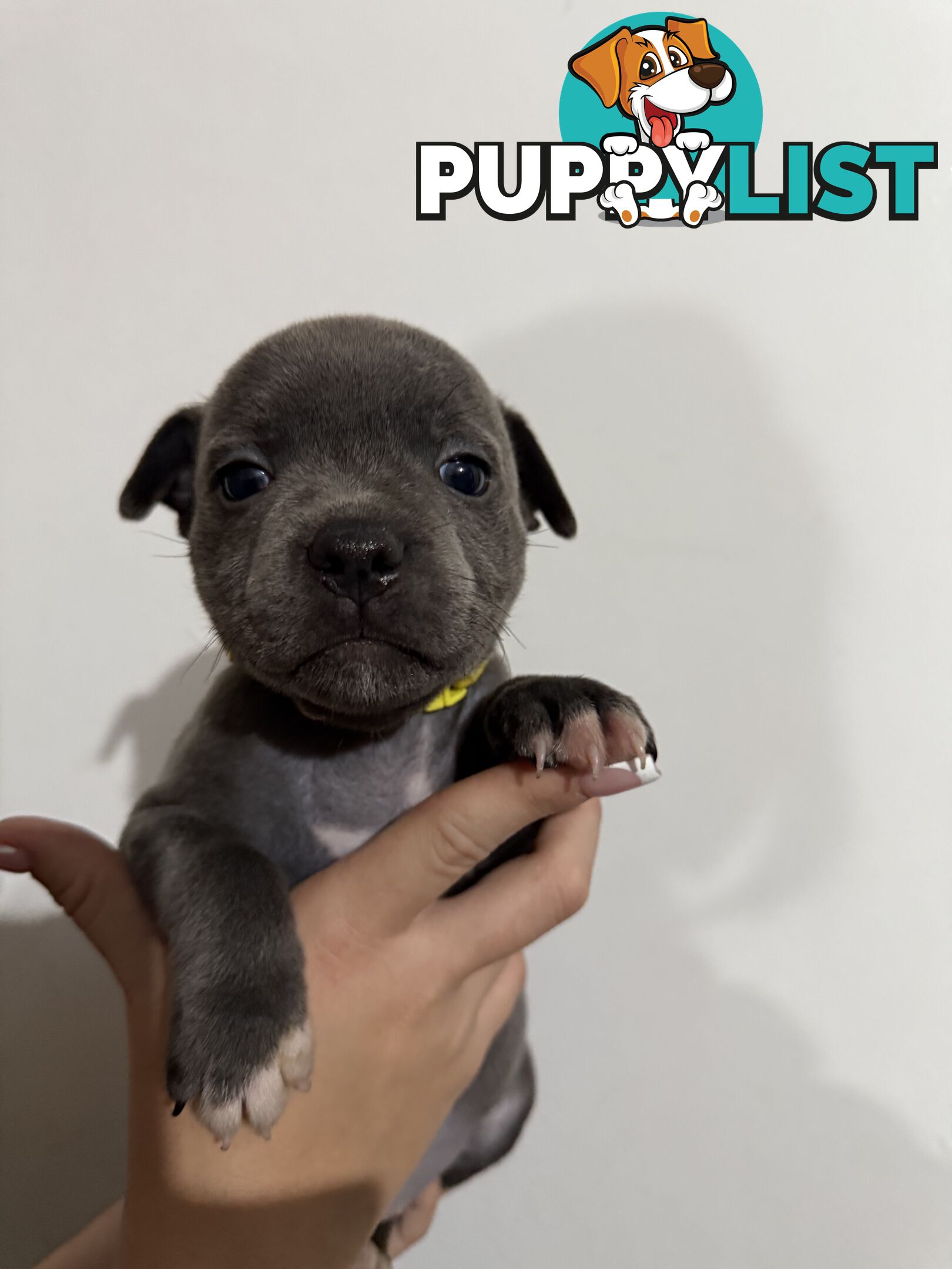 blue English Staffys