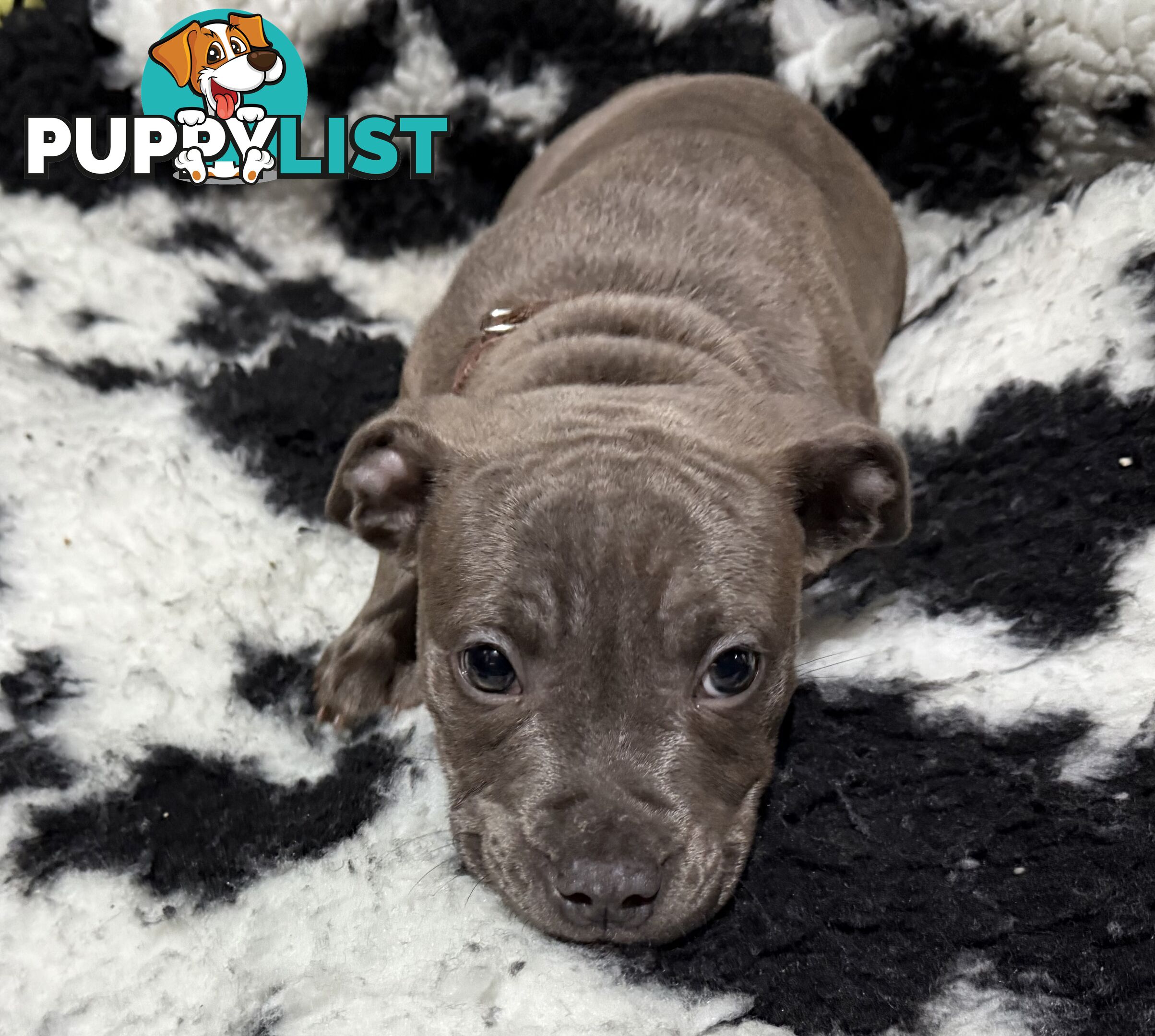 blue English Staffy