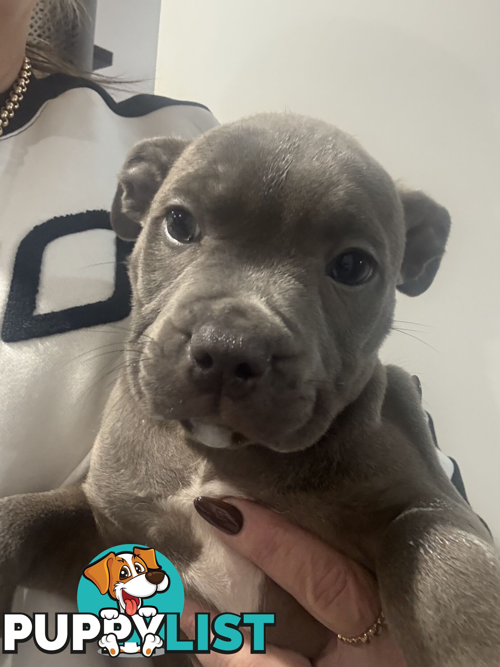 blue English Staffy