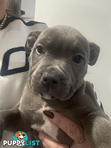 blue English Staffy