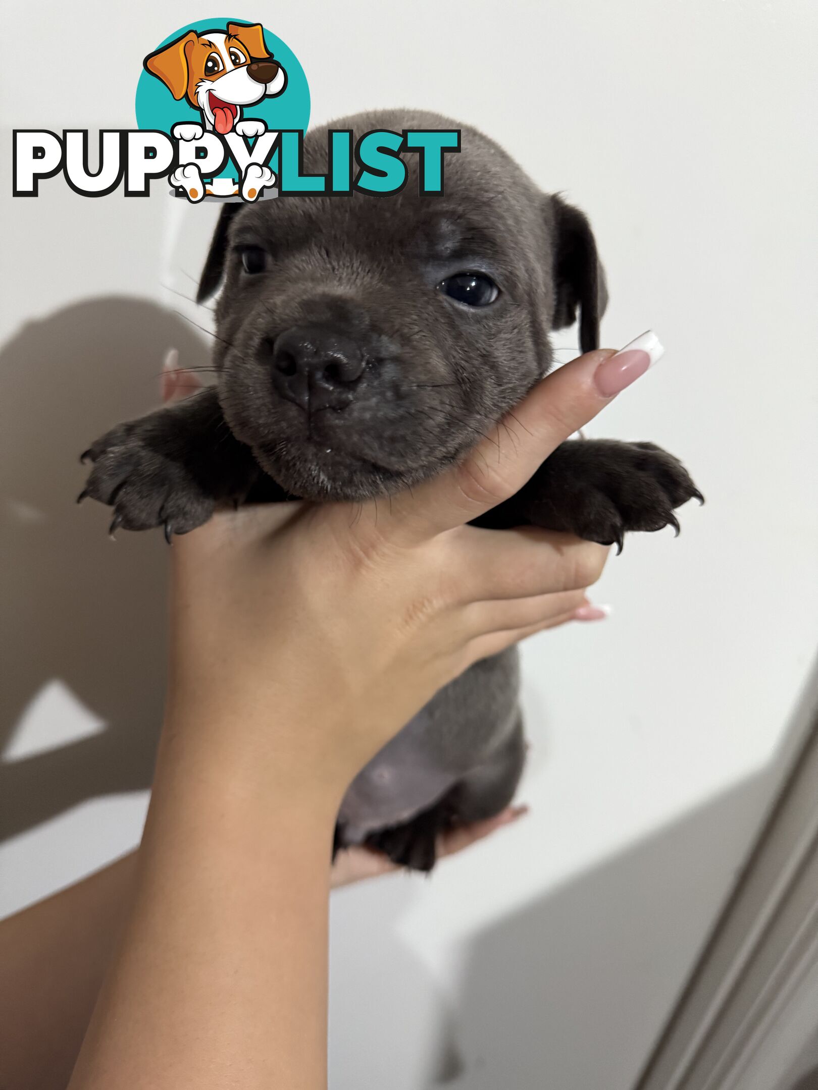 blue English Staffys