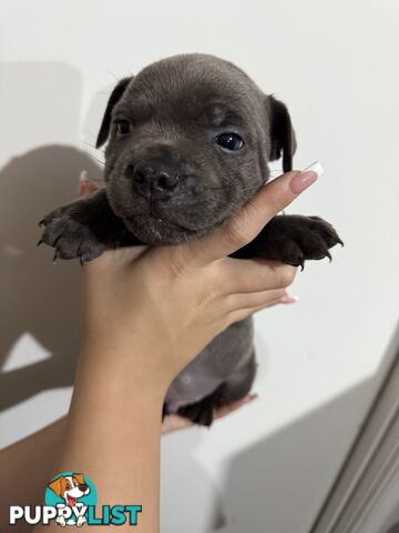 blue English Staffys