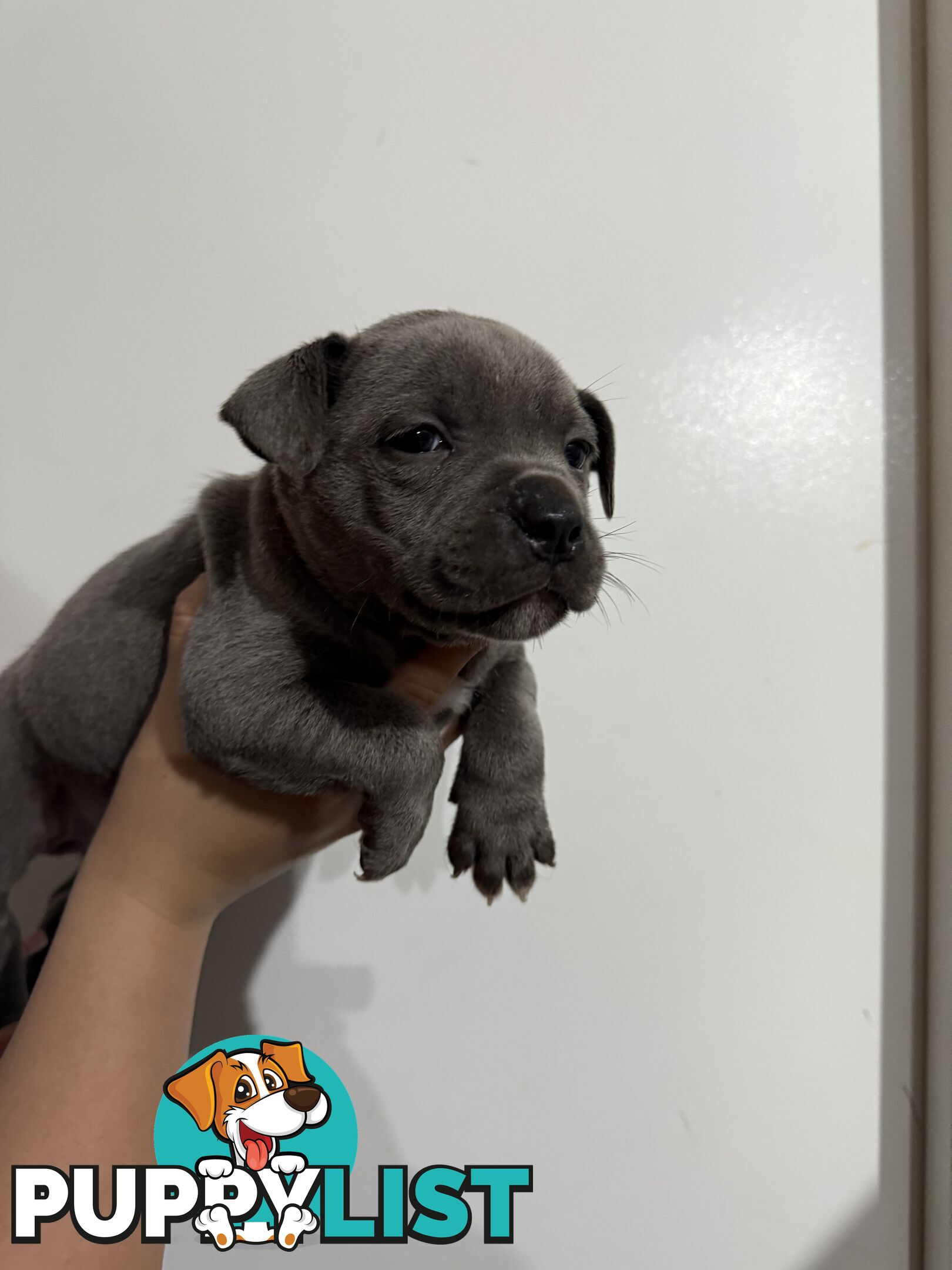 blue English Staffys