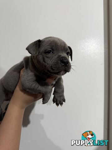 blue English Staffys