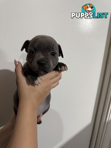 blue English Staffys