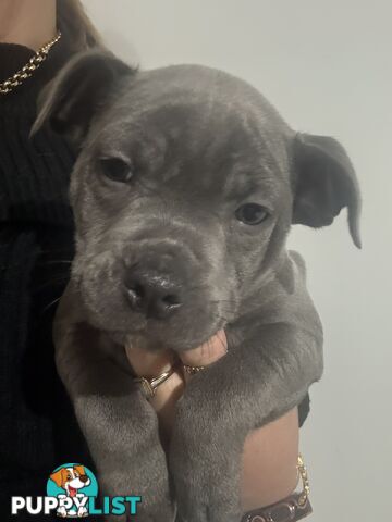 blue English Staffys