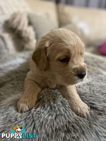 Golden Retriever Puppies Mornington