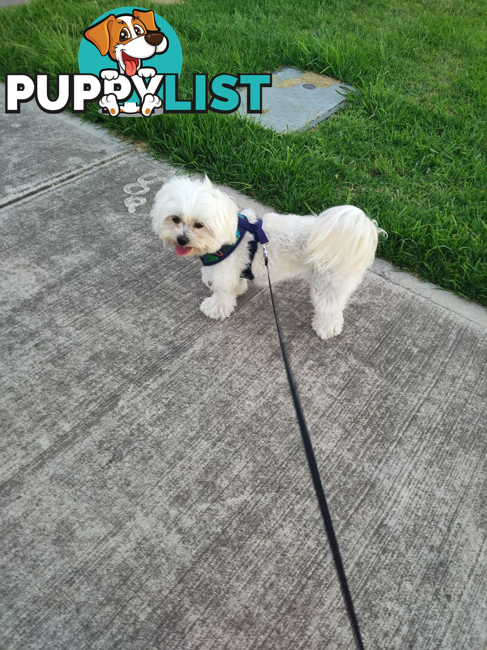 Maltese Shih Tzu Puppies