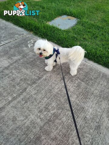 Maltese Shih Tzu Puppies