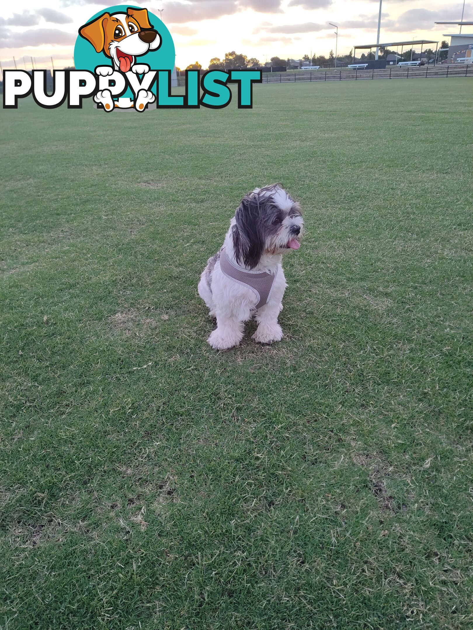 Maltese Shih Tzu Puppies