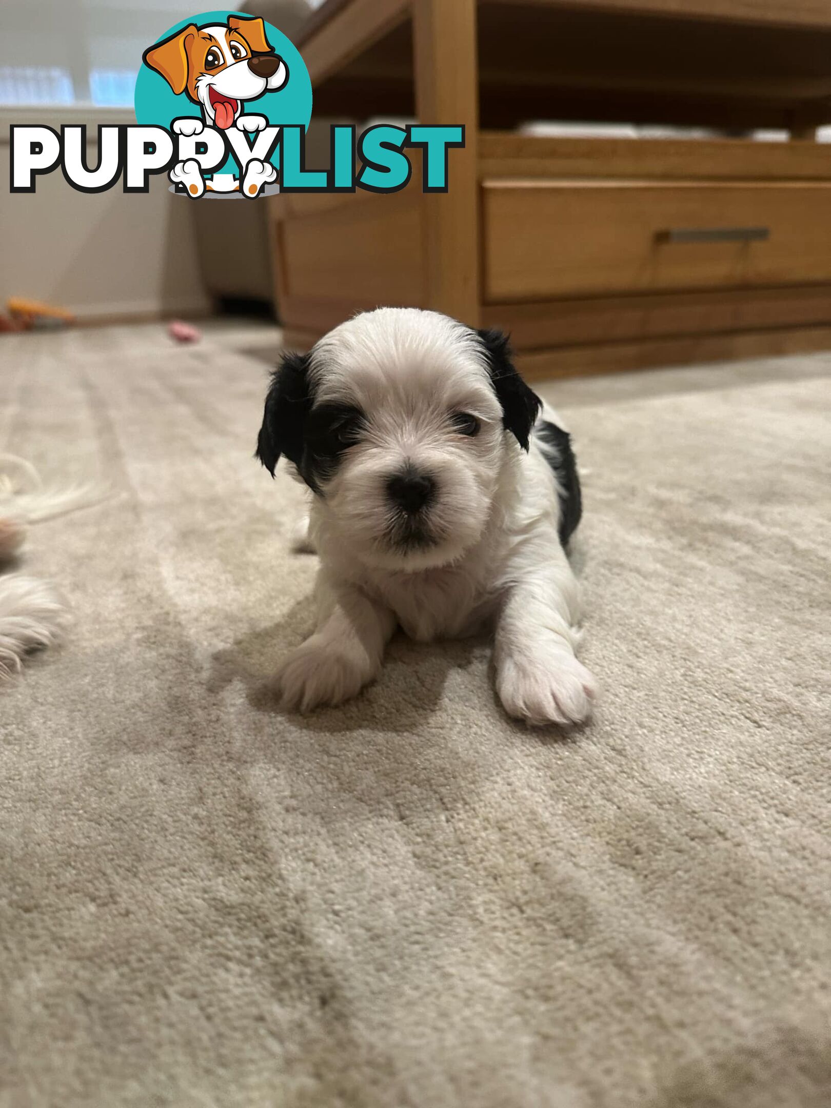 Maltese Shih Tzu Puppies