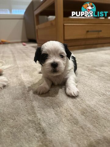 Maltese Shih Tzu Puppies