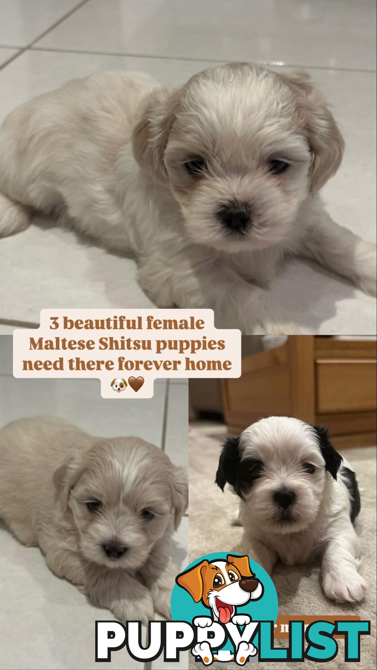 Maltese Shih Tzu Puppies