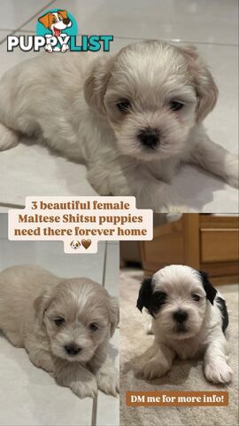 Maltese Shih Tzu Puppies