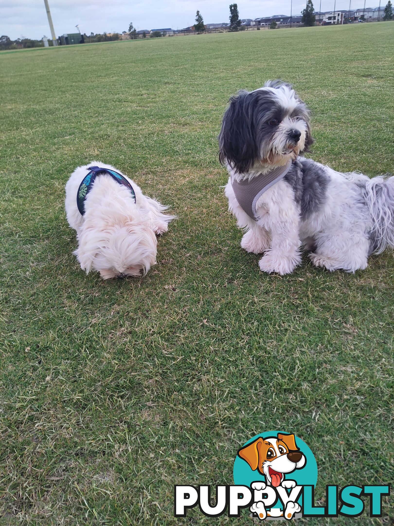 Maltese Shih Tzu Puppies