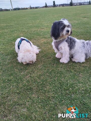 Maltese Shih Tzu Puppies