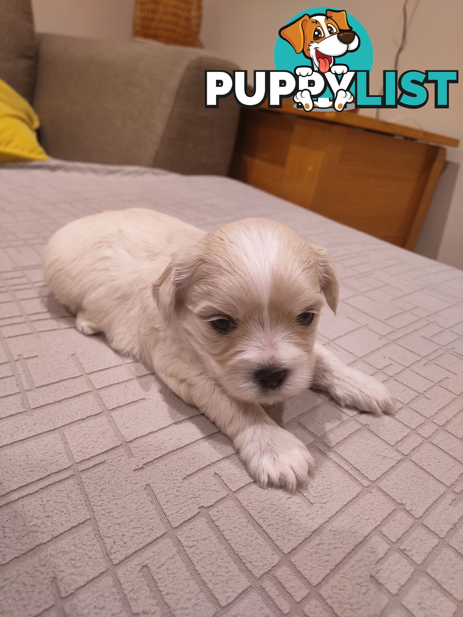 Maltese Shih Tzu Puppies