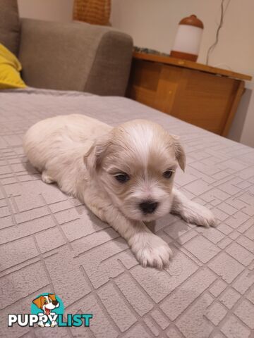 Maltese Shih Tzu Puppies