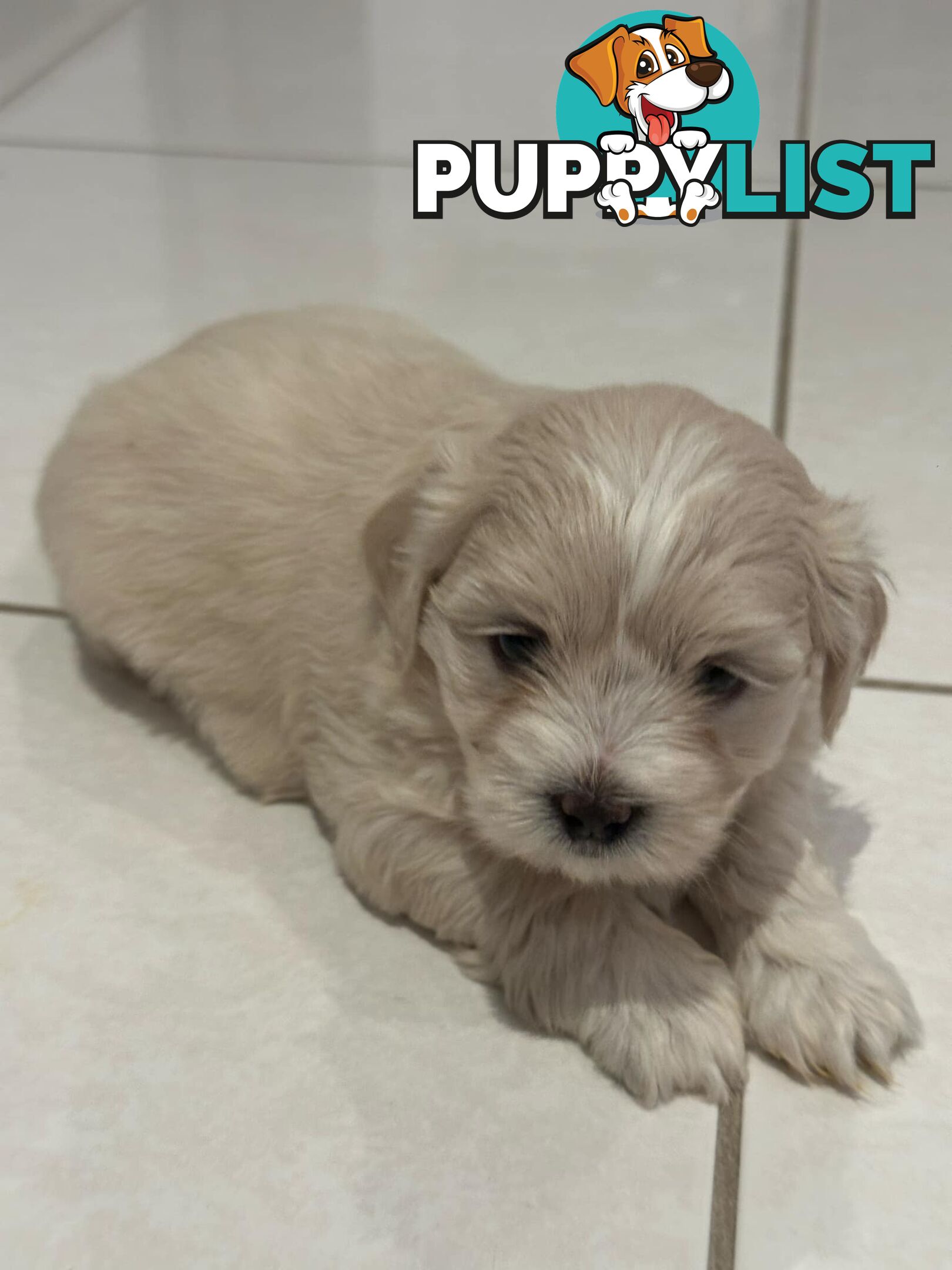 Maltese Shih Tzu Puppies