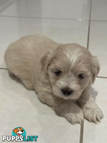 Maltese Shih Tzu Puppies