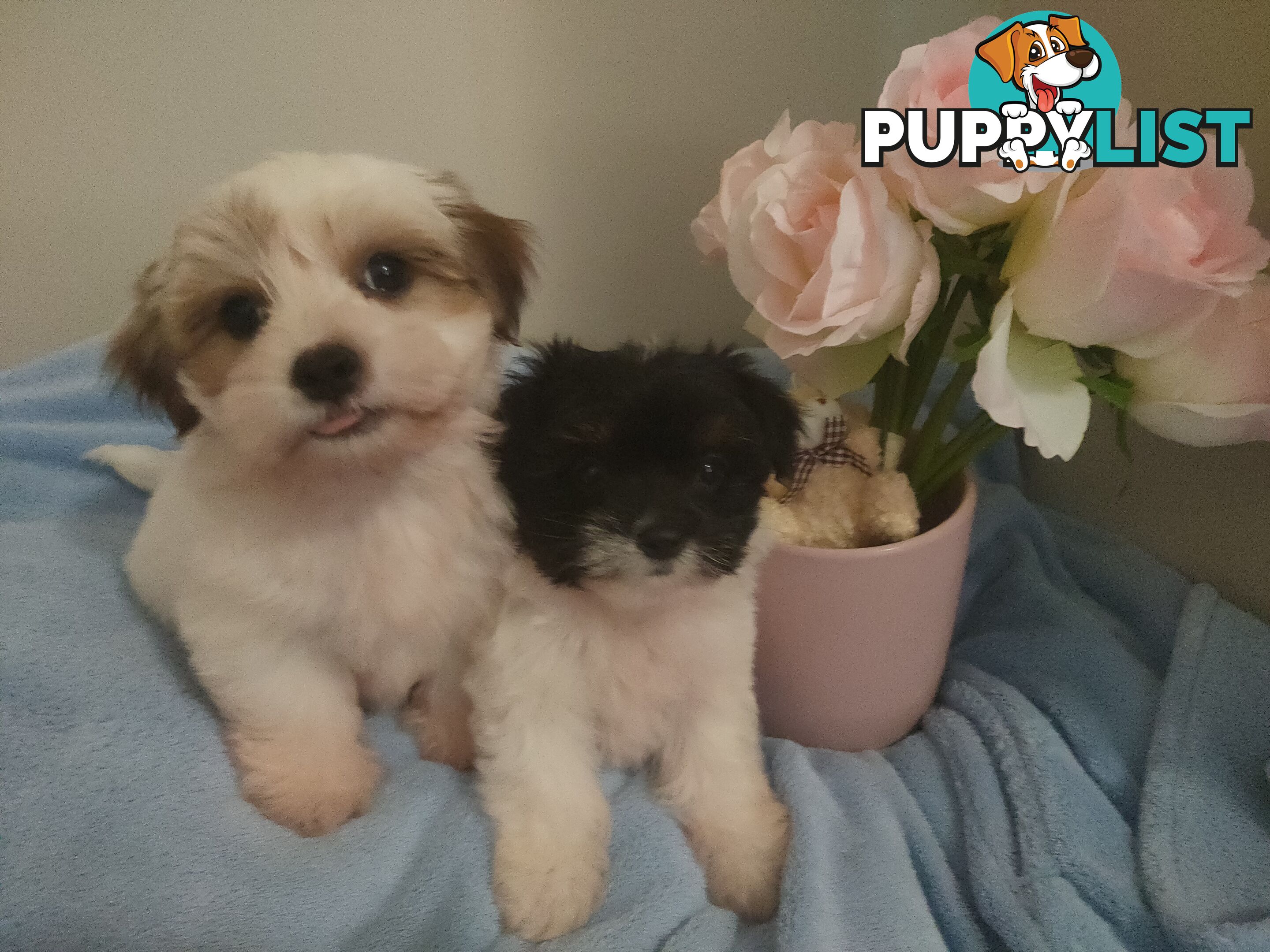 *UPDATE ONLY 1 LITTLE BOY LEFT BEAUTIFUL MALTESE X SHIH-TZU, $1000