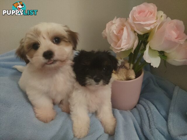 *UPDATE ONLY 1 LITTLE BOY LEFT BEAUTIFUL MALTESE X SHIH-TZU, $1000