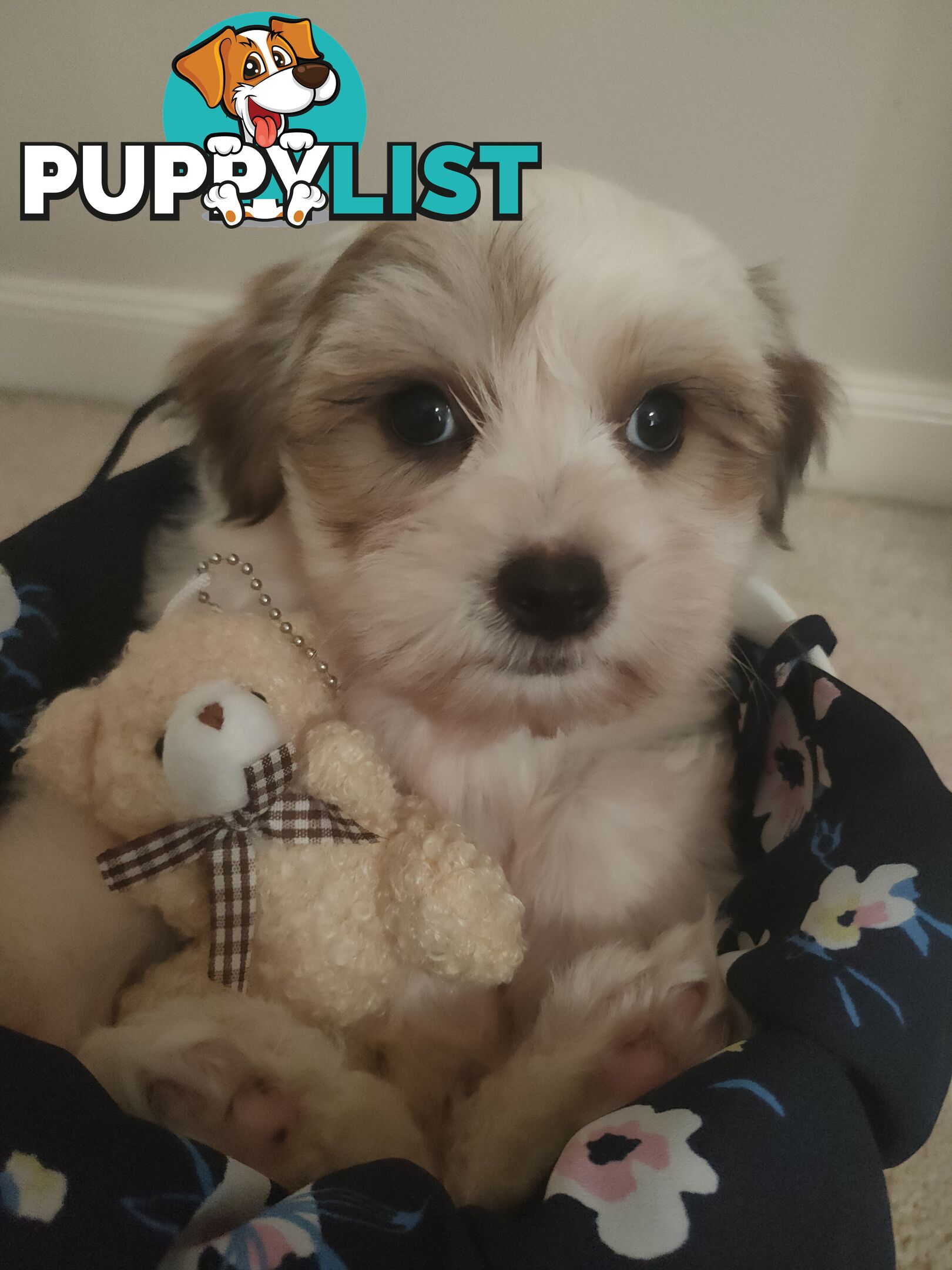 *UPDATE ONLY 1 LITTLE BOY LEFT BEAUTIFUL MALTESE X SHIH-TZU, $1000