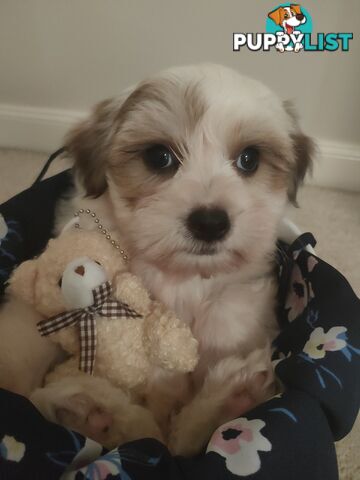 *UPDATE ONLY 1 LITTLE BOY LEFT BEAUTIFUL MALTESE X SHIH-TZU, $1000