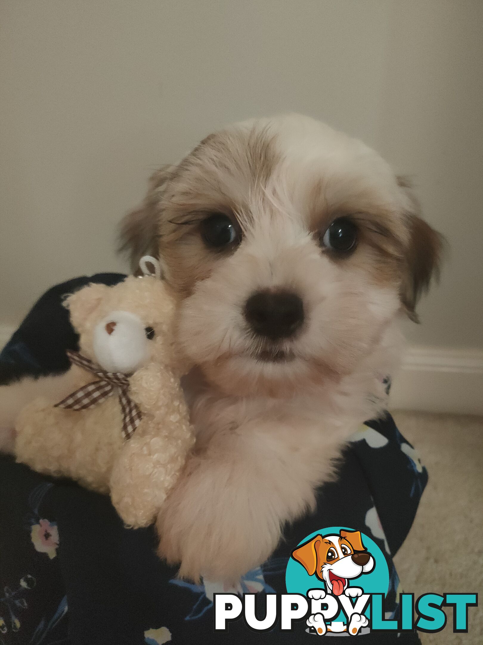 *UPDATE ONLY 1 LITTLE BOY LEFT BEAUTIFUL MALTESE X SHIH-TZU, $1000