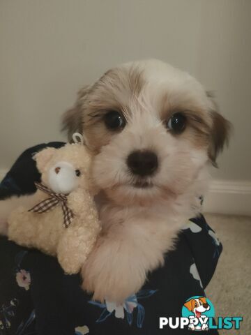 *UPDATE ONLY 1 LITTLE BOY LEFT BEAUTIFUL MALTESE X SHIH-TZU, $1000