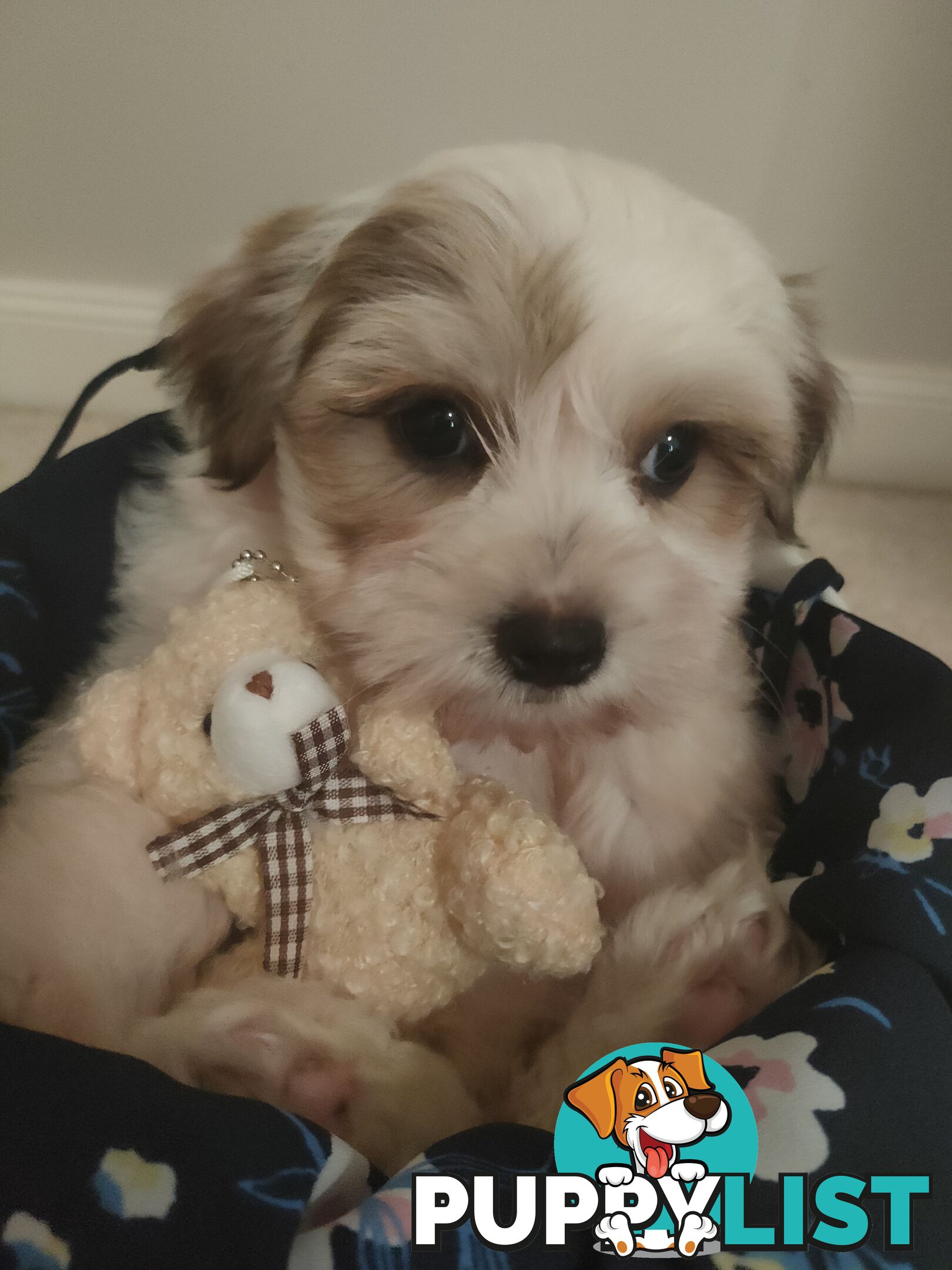 *UPDATE ONLY 1 LITTLE BOY LEFT BEAUTIFUL MALTESE X SHIH-TZU, $1000