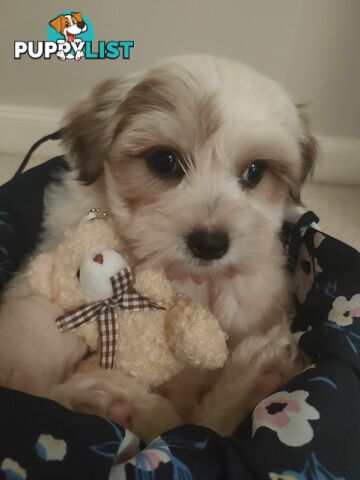 *UPDATE ONLY 1 LITTLE BOY LEFT BEAUTIFUL MALTESE X SHIH-TZU, $1000