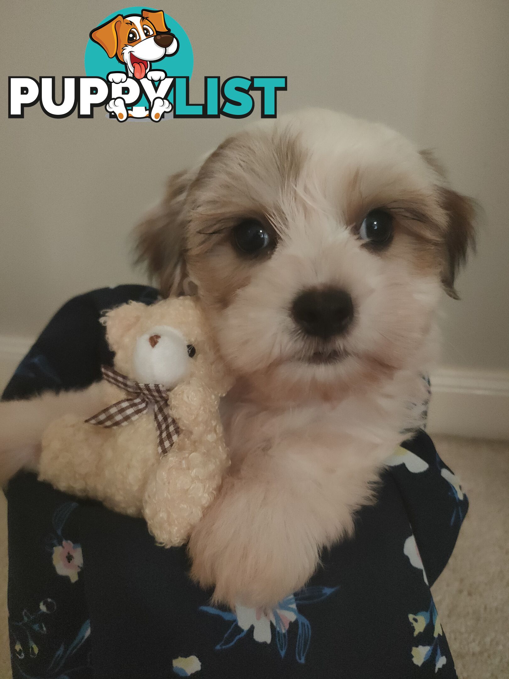 *UPDATE ONLY 1 LITTLE BOY LEFT BEAUTIFUL MALTESE X SHIH-TZU, $1000