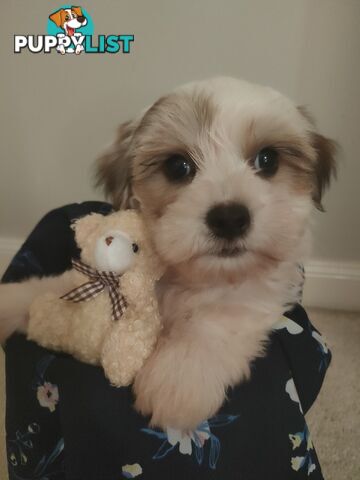 *UPDATE ONLY 1 LITTLE BOY LEFT BEAUTIFUL MALTESE X SHIH-TZU, $1000