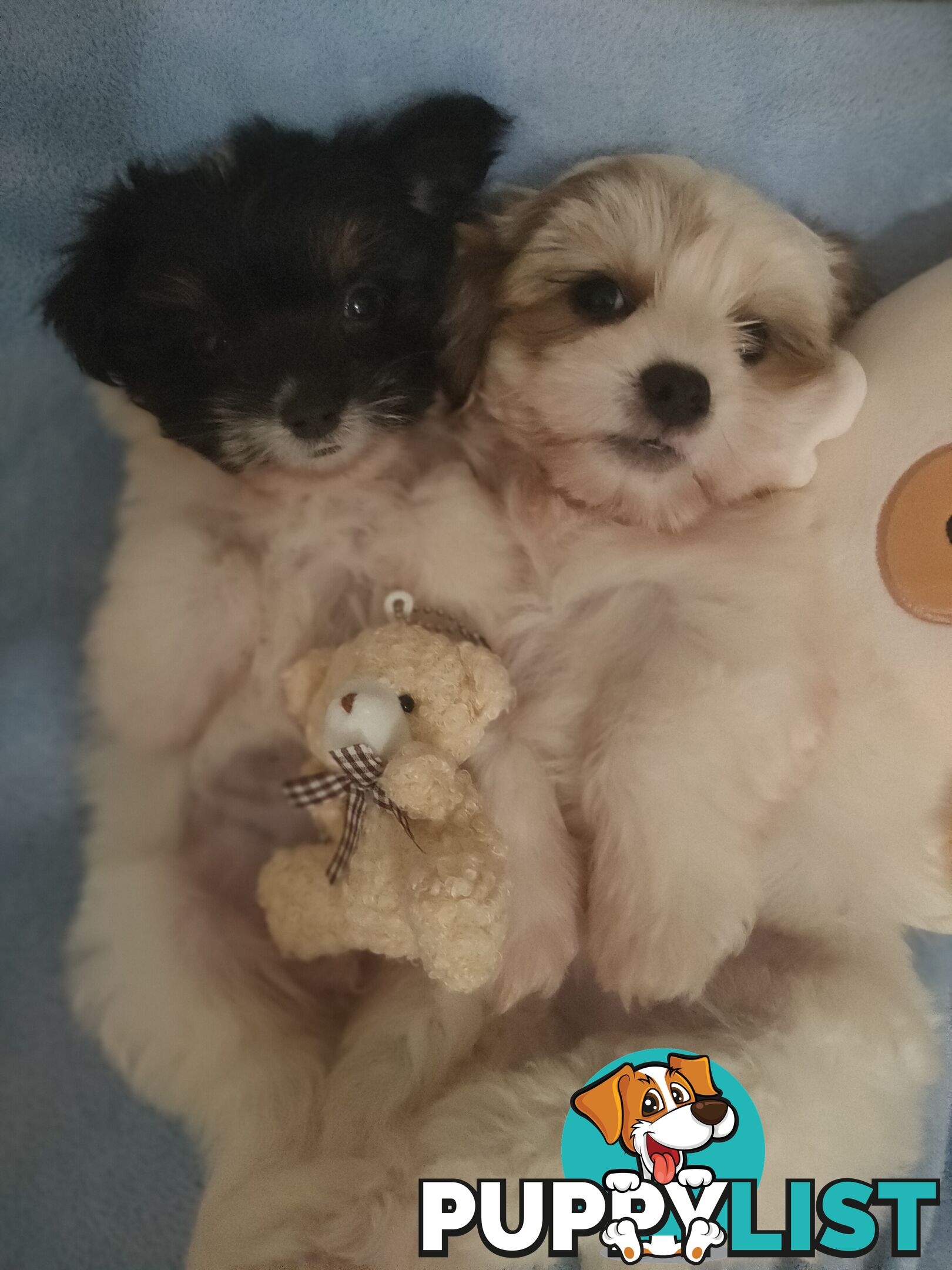 *UPDATE ONLY 1 LITTLE BOY LEFT BEAUTIFUL MALTESE X SHIH-TZU, $1000