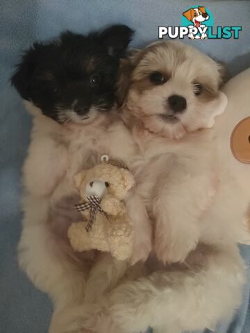 *UPDATE ONLY 1 LITTLE BOY LEFT BEAUTIFUL MALTESE X SHIH-TZU, $1000